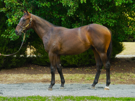 Lot 98: Zousain / Cellbridge (NZ)