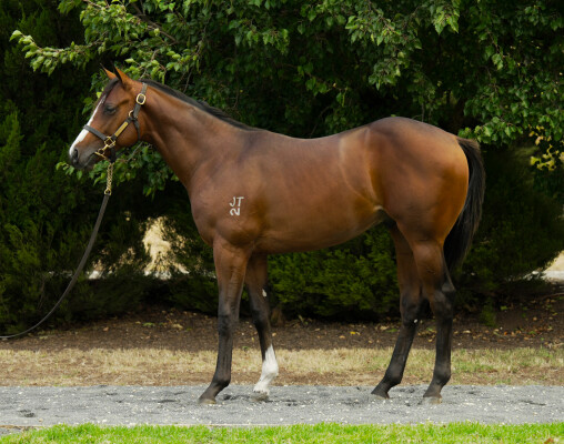Lot 326: St Mark's Basilica (FR) / Miss Rose de Lago