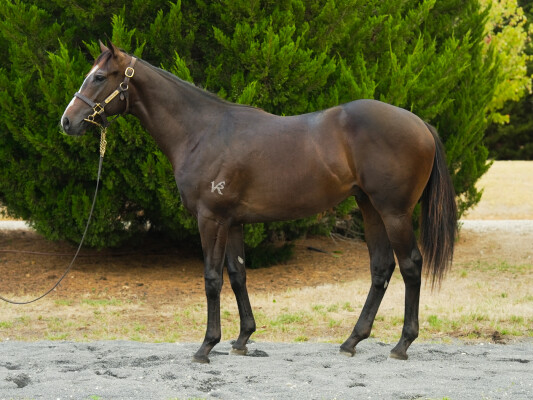 Lot 556: Trapeze Artist / Weekend Gossip