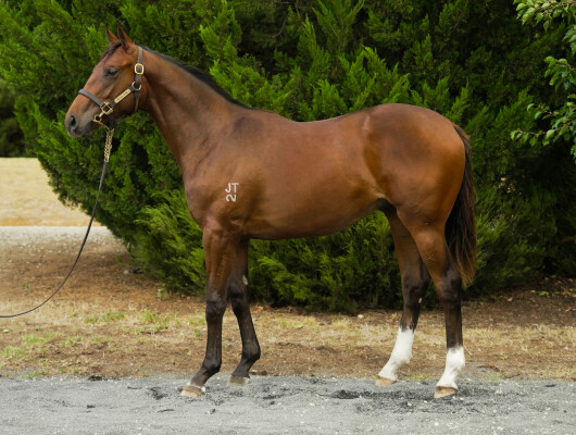 Lot 474: Zoustar / So Far Sokool (NZ)