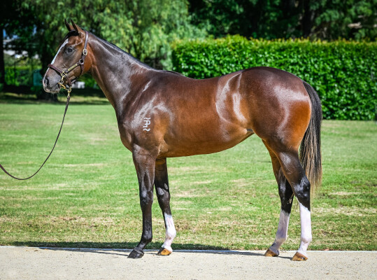 Lot 88: Brazen Beau / Burum