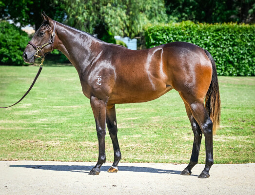 Lot 279: Tassort / Liwa