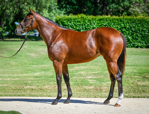 Lot 319: Blue Point (IRE) / Miniature