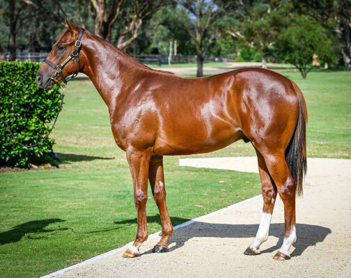 Lot 342: Capitalist / My Brilliant Choix