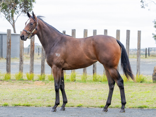 Lot 43: The Autumn Sun / Arctic Shock (NZ)