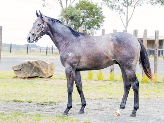 Lot 269: Too Darn Hot (GB) / Leven Lass (NZ)