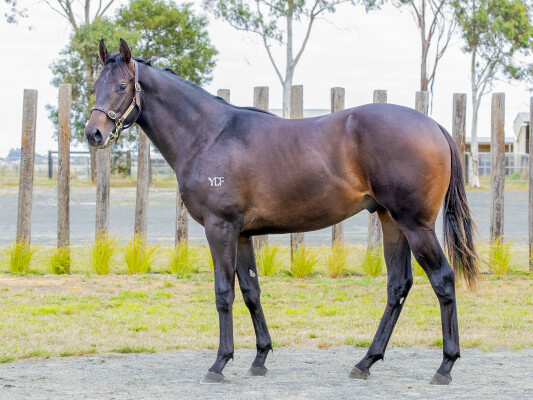 Lot 636: Kermadec (NZ) / Etoile Brillante