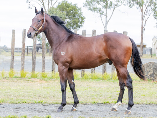 Lot 670: Ghaiyyath (IRE) / Kraquante (GB)