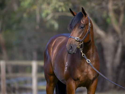 Lot 434: So You Think (NZ) / Sandstone (GB)