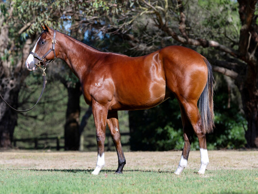 Lot 500: Rubick / Stream Royale