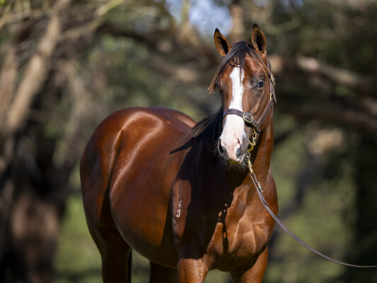 Lot 500: Rubick / Stream Royale