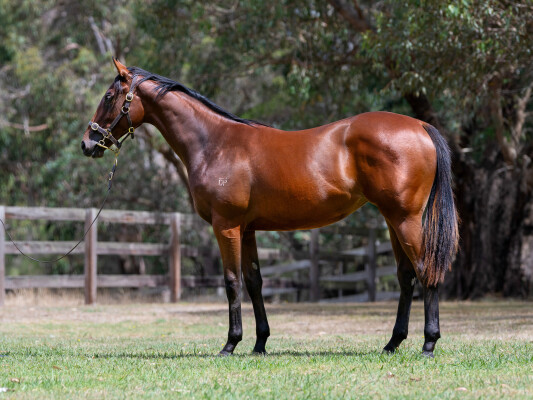 Lot 619: Nicconi / Darci Drama (NZ)