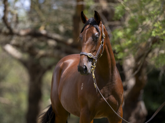 Lot 619: Nicconi / Darci Drama (NZ)