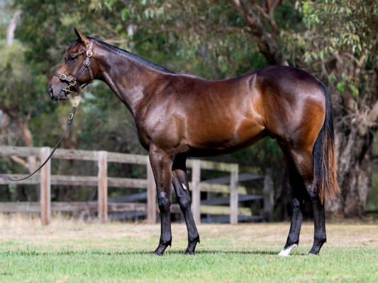 Lot 638: Bivouac / Explosive Cross