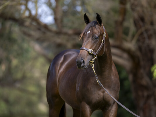 Lot 638: Bivouac / Explosive Cross