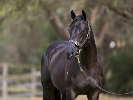 Lot 663: Supido / Juggles