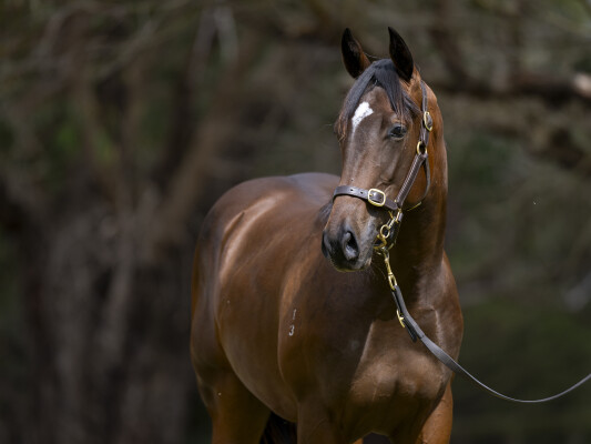 Lot 711: Overshare / Our Masquerade (NZ)