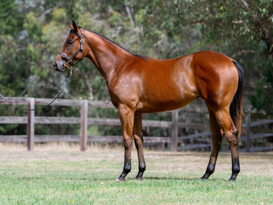 Lot 777: Headwater / Tears of Argentina