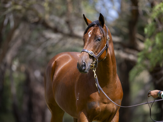 Lot 777: Headwater / Tears of Argentina