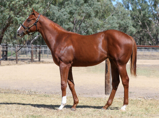 Lot 579: Rubick / Aqueous