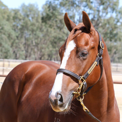 Lot 579: Rubick / Aqueous