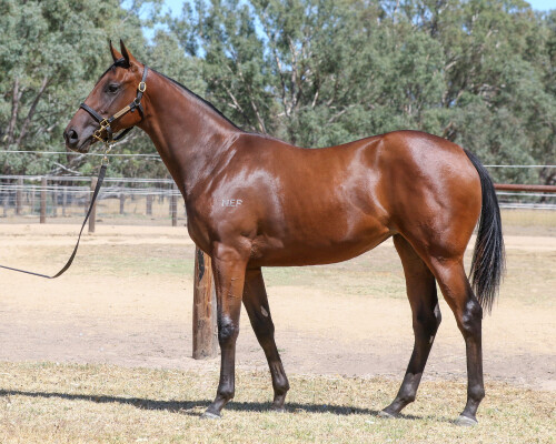 Lot 625: Nicconi / Discerned