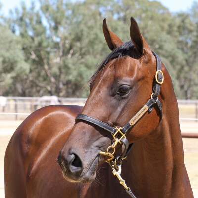 Lot 625: Nicconi / Discerned