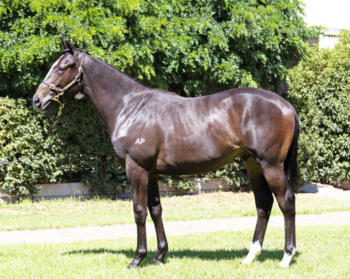 Lot 18: Blue Point (IRE) / Affair to Remember