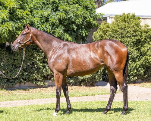 Lot 101: Russian Revolution / Champagne Jane