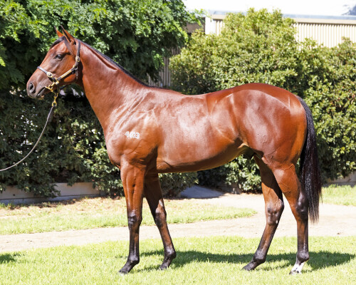 Lot 209: St Mark's Basilica (FR) / Icebomb (NZ)