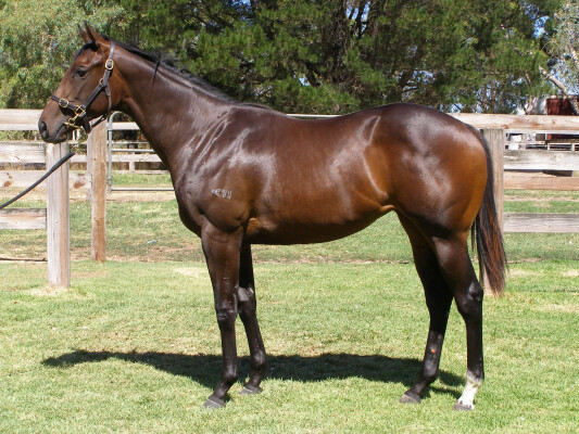Lot 585: Nicconi / Belle Testa (NZ)