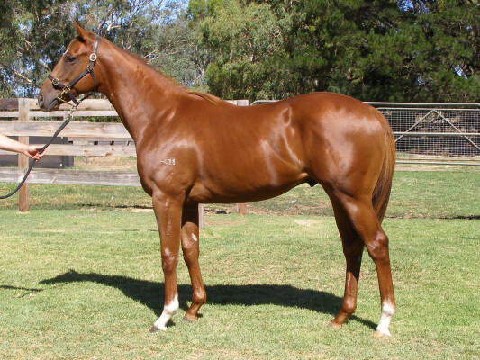 Lot 266: Tiger of Malay / Laughing