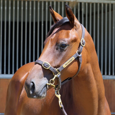 Lot 67: Capitalist / Best Fortune