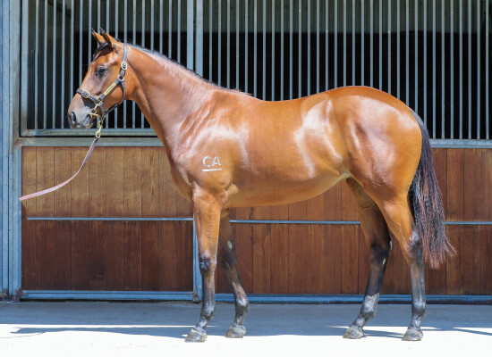 Lot 67: Capitalist / Best Fortune