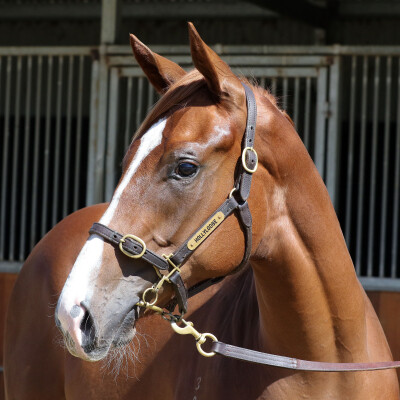 Lot 169: Star Witness / Fast Shanti