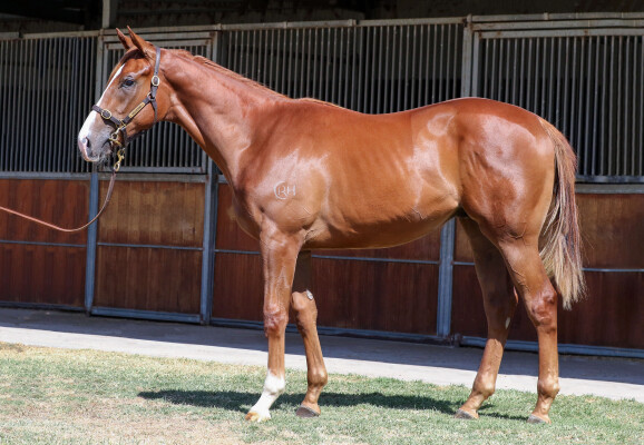Lot 169: Star Witness / Fast Shanti