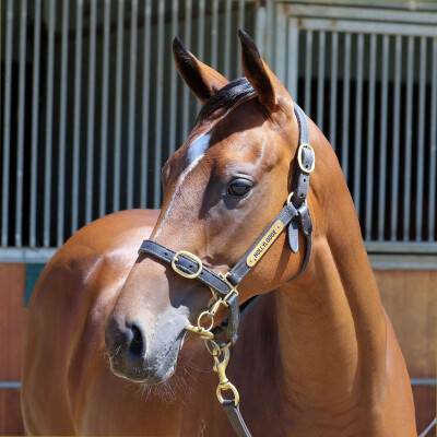 Lot 370: Alabama Express / Our Lady Mac