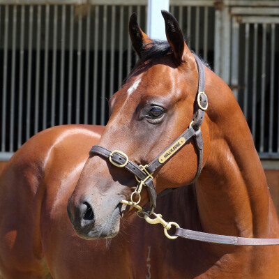Lot 628: Wooded (IRE) / Dreaming Toronado