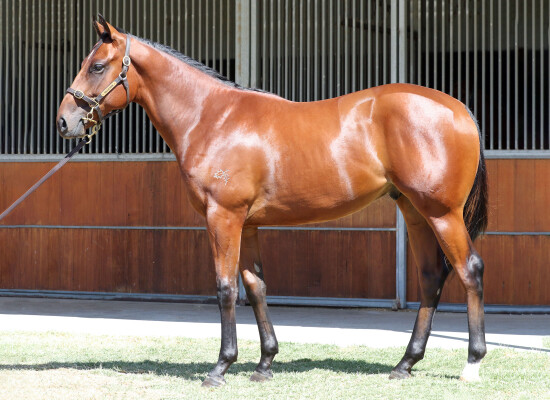 Lot 628: Wooded (IRE) / Dreaming Toronado