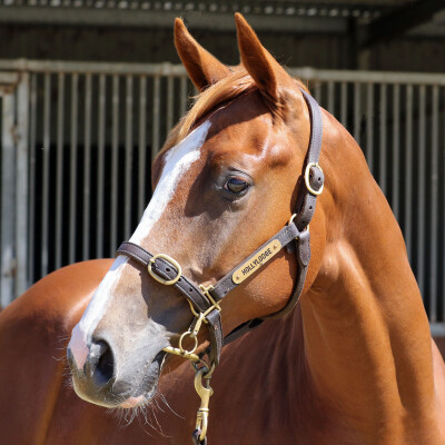 Lot 647: Tagaloa / Go the Cats