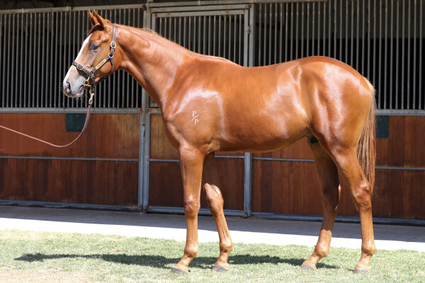 Lot 647: Tagaloa / Go the Cats