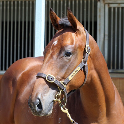Lot 669: Fierce Impact (JPN) / Kissed by Fire