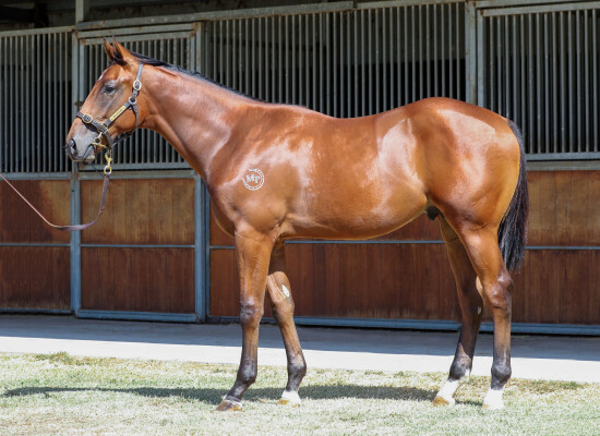 Lot 669: Fierce Impact (JPN) / Kissed by Fire