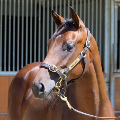 Lot 675: Nicconi / Lady le Jean