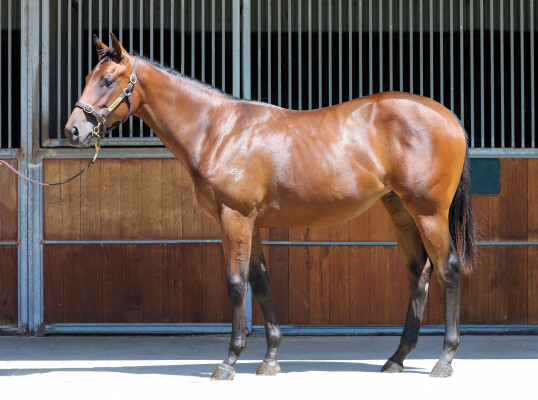 Lot 675: Nicconi / Lady le Jean