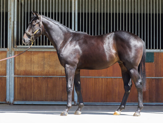 Lot 721: Dirty Work / Pompeia