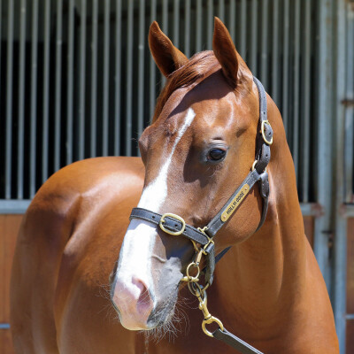 Lot 741: Anders / Runs Deep