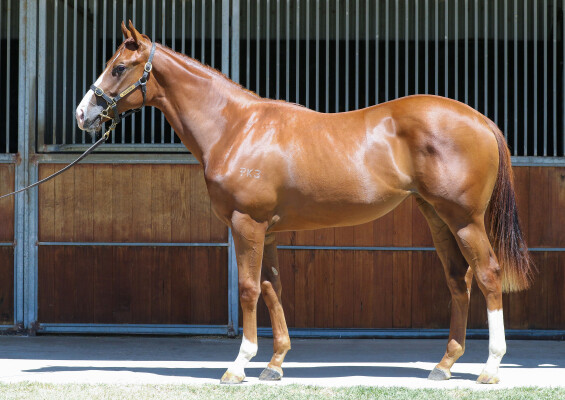 Lot 741: Anders / Runs Deep