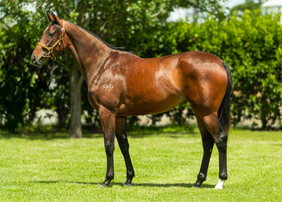 Lot 69: The Autumn Sun / Betty Blooms (NZ)