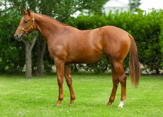 Lot 307: Capitalist / Marmi (NZ)